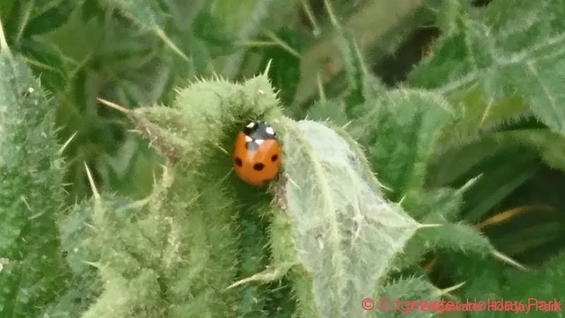 Edgewater Holiday Park gallery 3