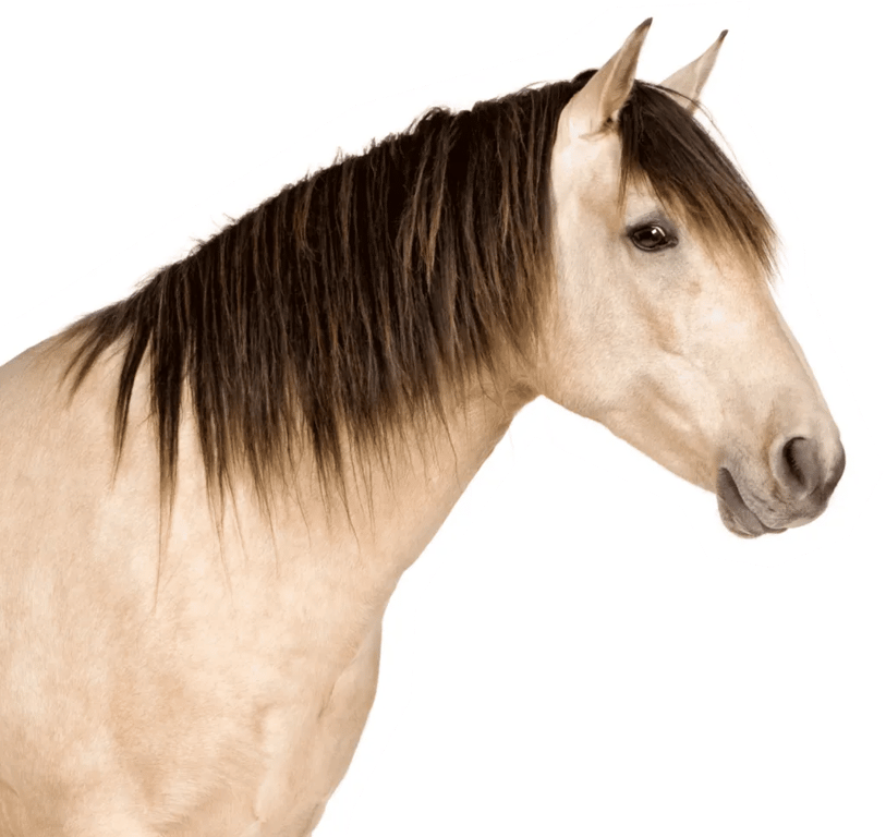 Birkie Barn farmstay camper cabin