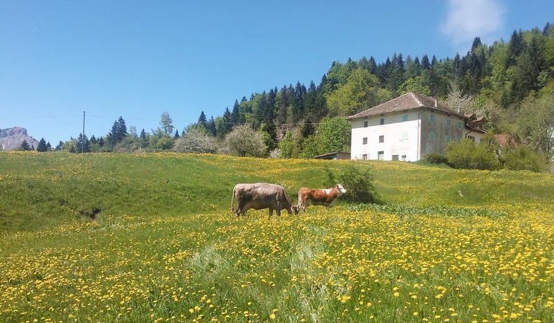 Campeggio Lago di Lavarone gallery 1