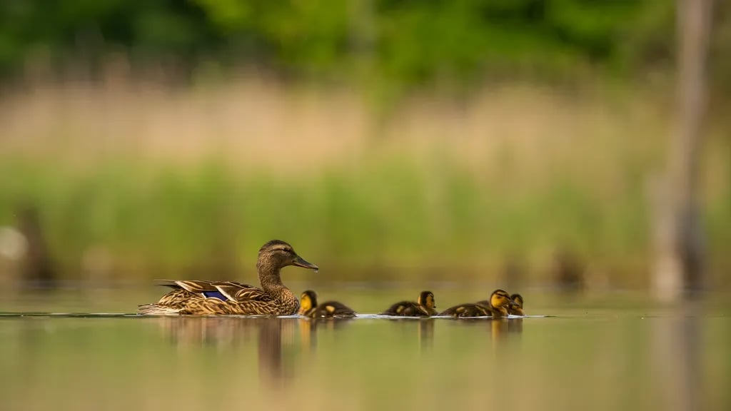 Cove Resort at Fish Lake gallery 3