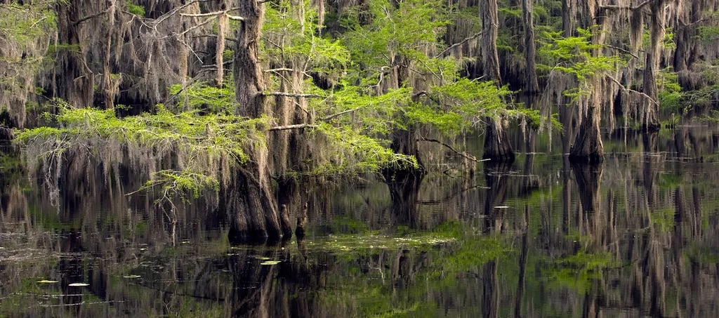 Caddo Lake State Park Campground gallery 2