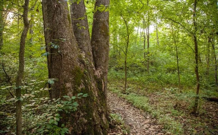 Robertsville State Park Campground gallery 1