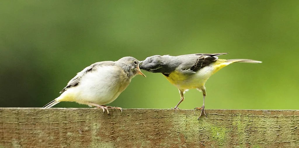 Silver Trees Caravan Park gallery 3