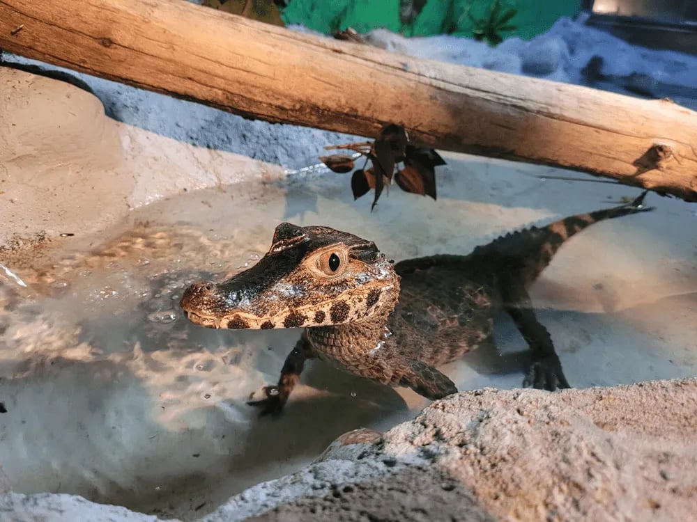 South Fork Campground gallery 1