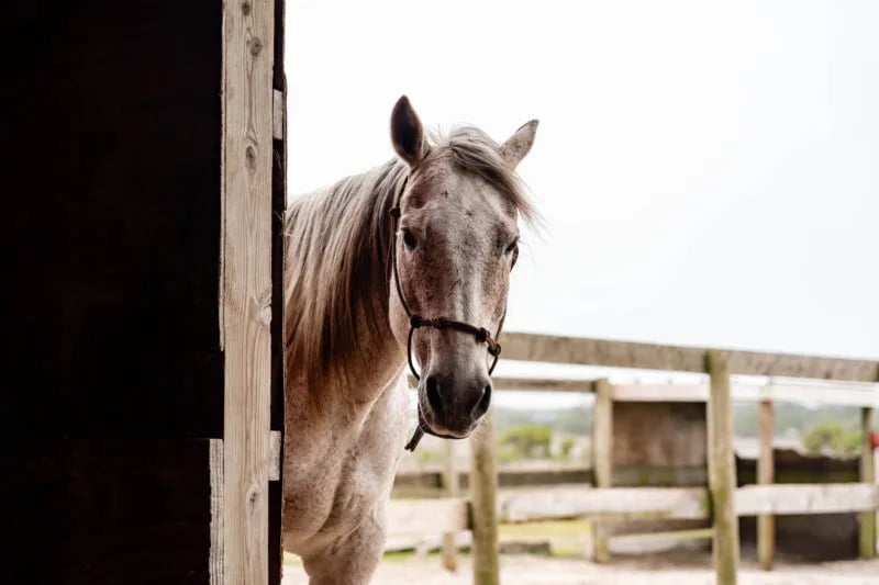 Cedar Island Ranch gallery 2