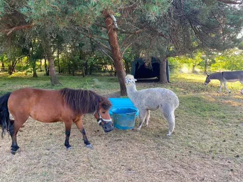 Les Alpaguettes gallery 2