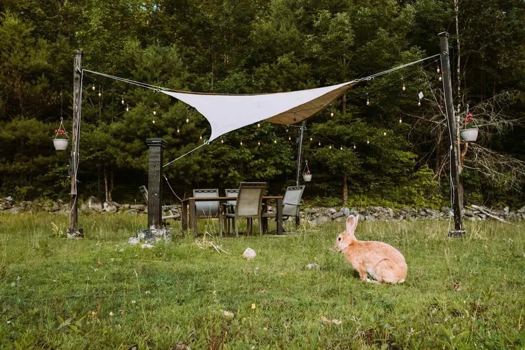 Willoughby Farm Animal Rescue gallery 3