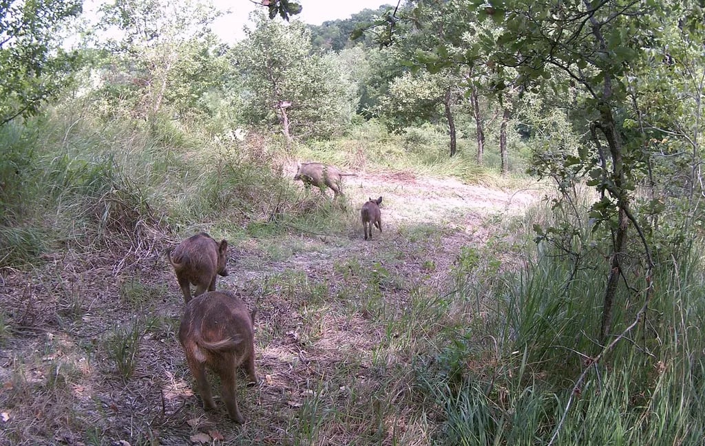 Minicamping Rocca di Sotto gallery 2