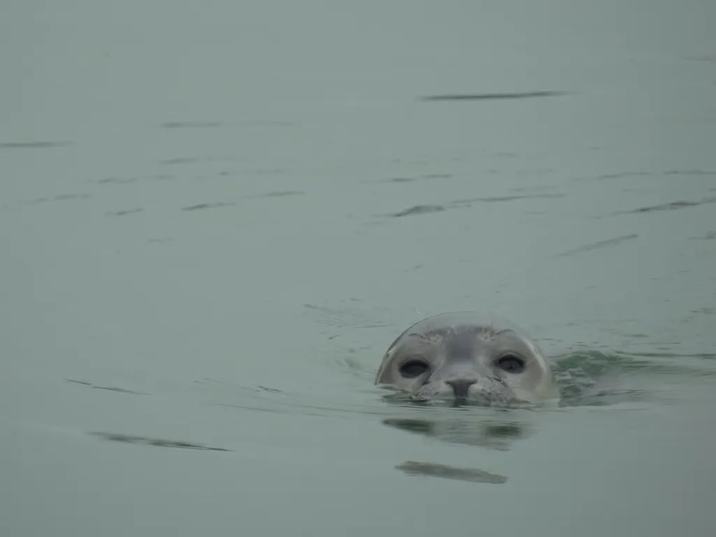 Strandcamping Groede