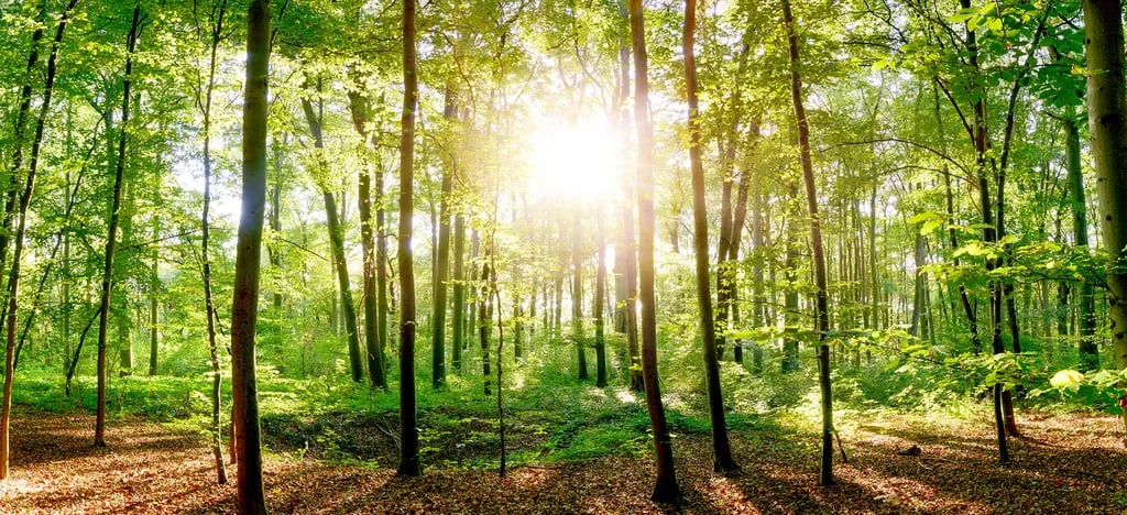 Linton Lock Caravan and Camping Site