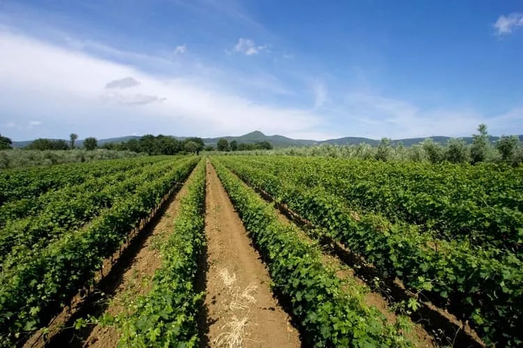 Agriturismo Eucaliptus gallery 1