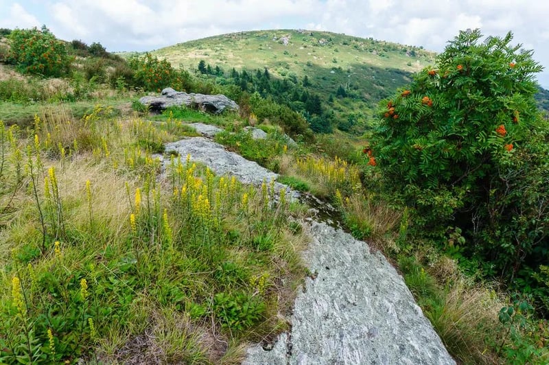 Black Balsam Knob – Dispersed Camping gallery 2