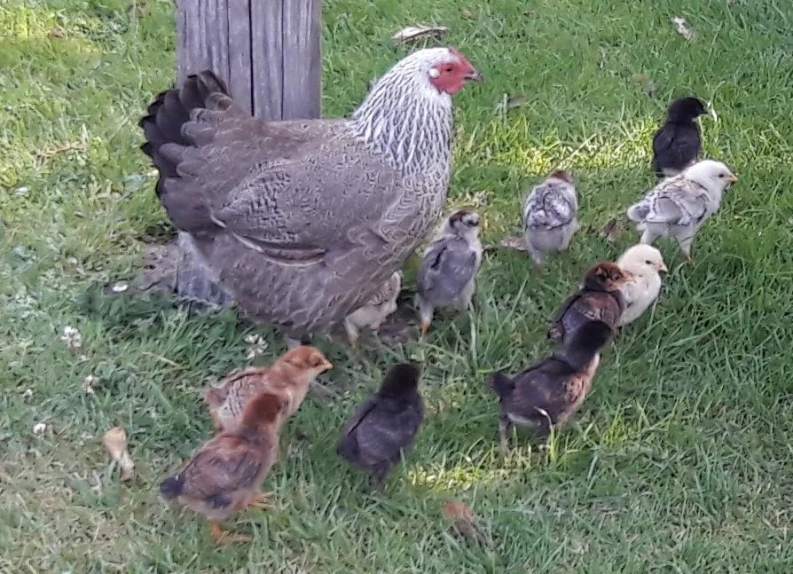 Camping De Kleine Lippe gallery 3