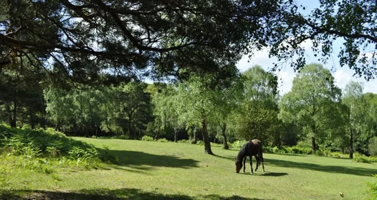 Longbeech Caravan and Camping Site gallery 1