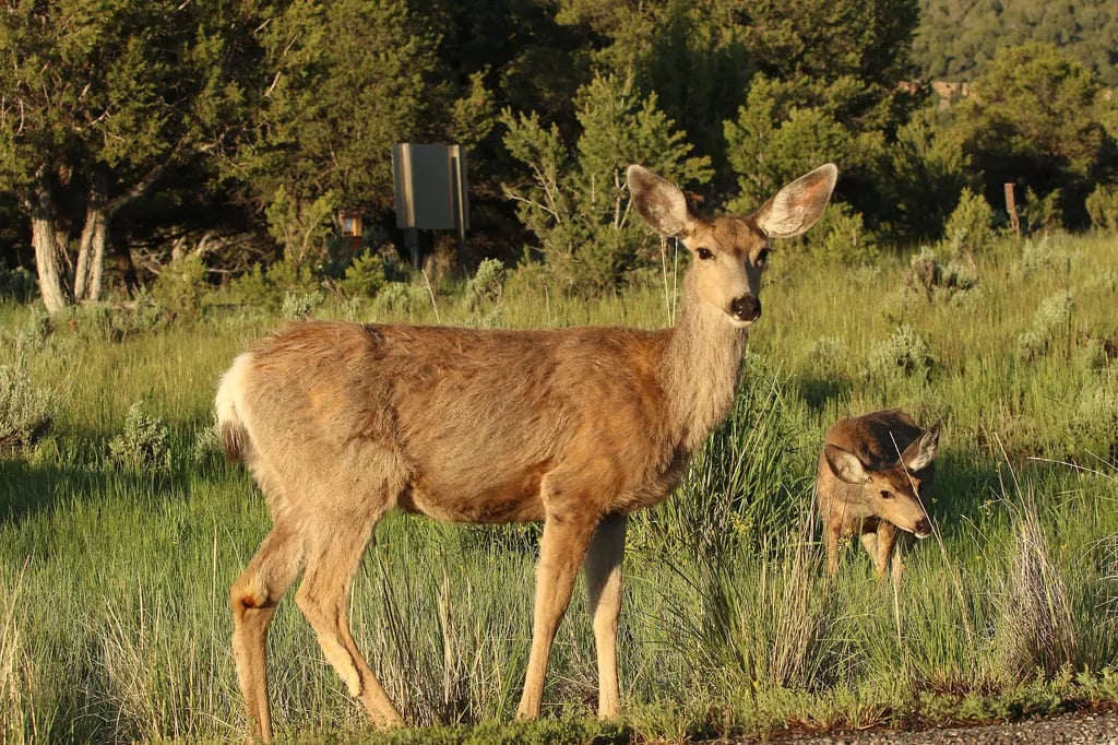 Ridgway State Park gallery 1