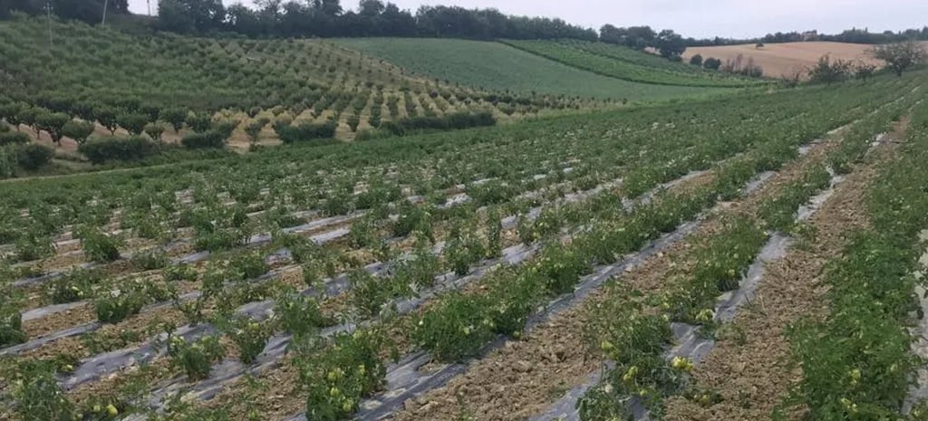 Azienda Agricola Bartolacci gallery 3