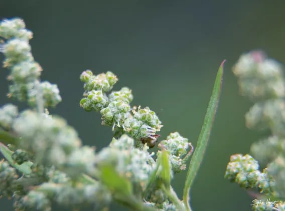 Magic Forest Farm gallery 1