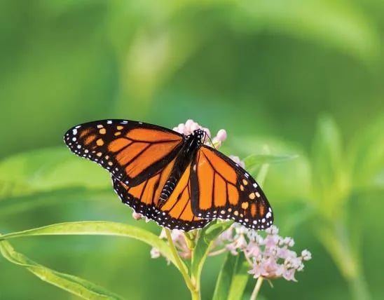 Bois D’Arc Lake Wildlife Area gallery 3