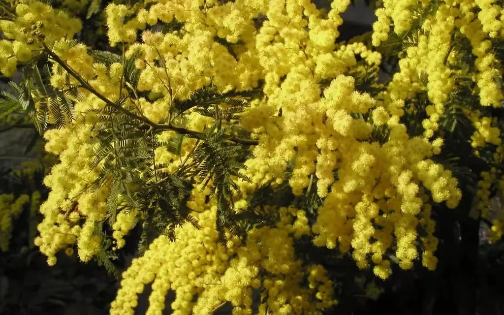 Campeggio Riviera gallery 1