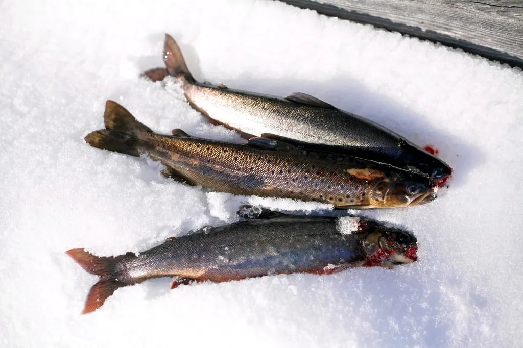 Åsarna Skicenter gallery 2