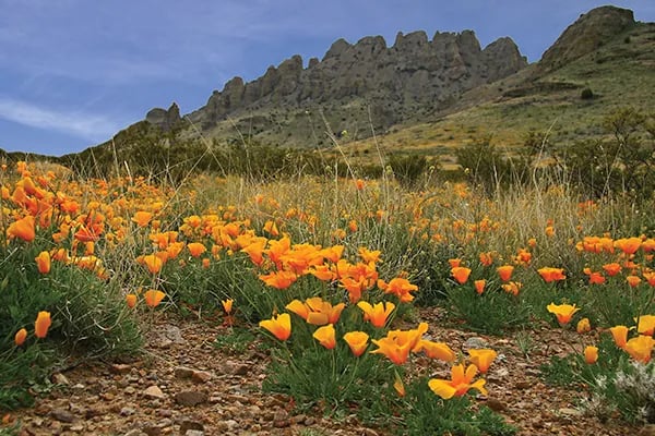 Rockhound State Park Campground gallery 3