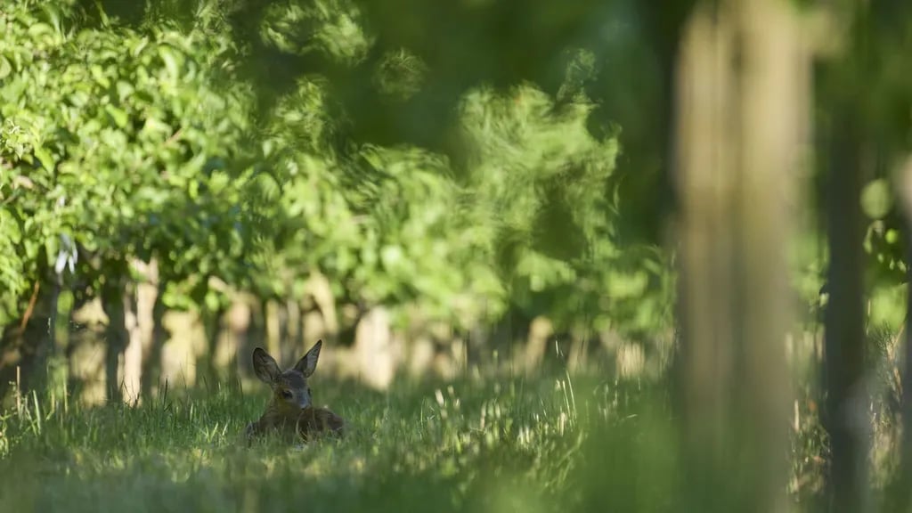 Campingplatz See Achtern Diek gallery 3