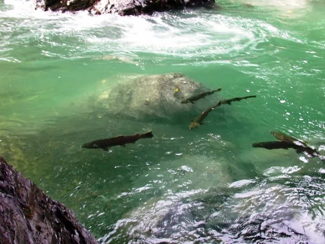 Dawleys Sol Duc River Campground gallery 2