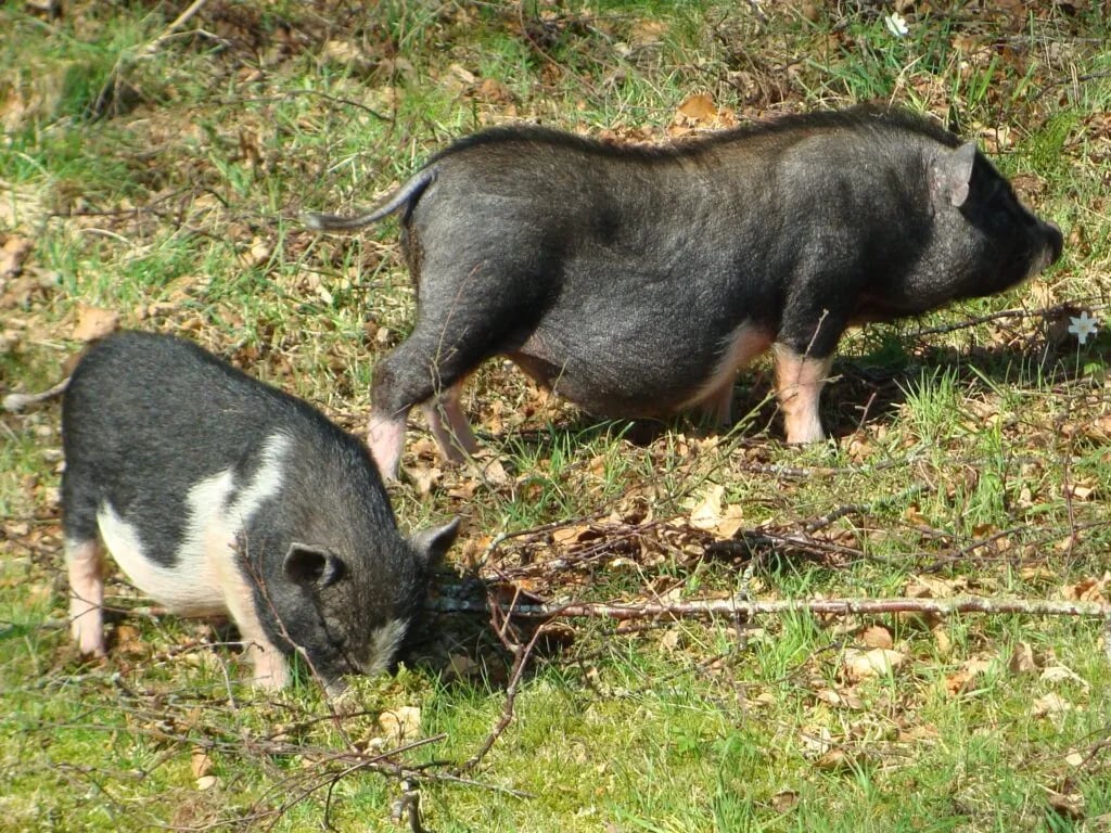 Camping Nature ferie / Natuurvakantie Denemarken gallery 1