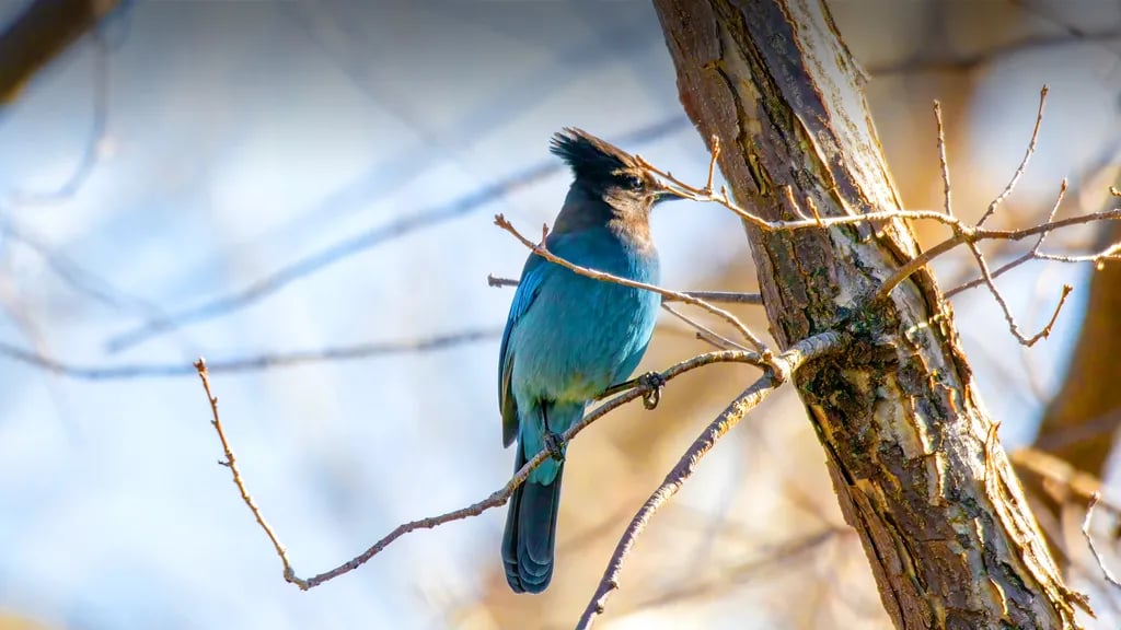 Davis Creek Regional Park gallery 2
