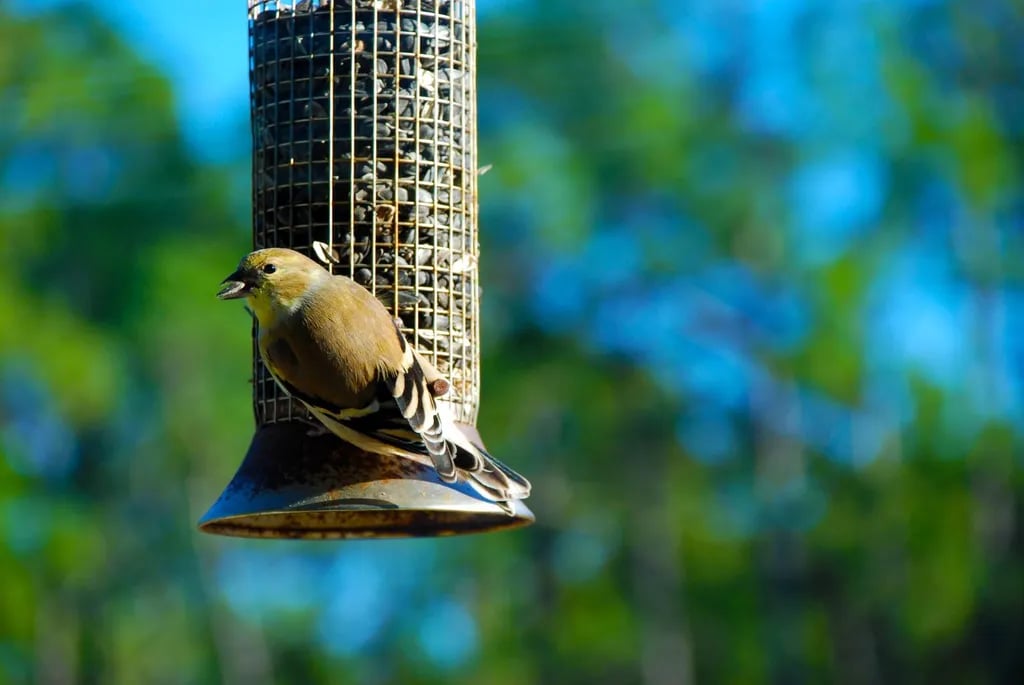 Carolina Beach State Park Campground gallery 3