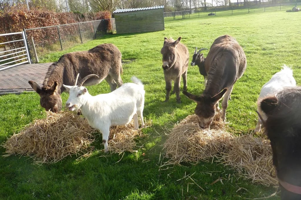 Camping De Boekel gallery 2