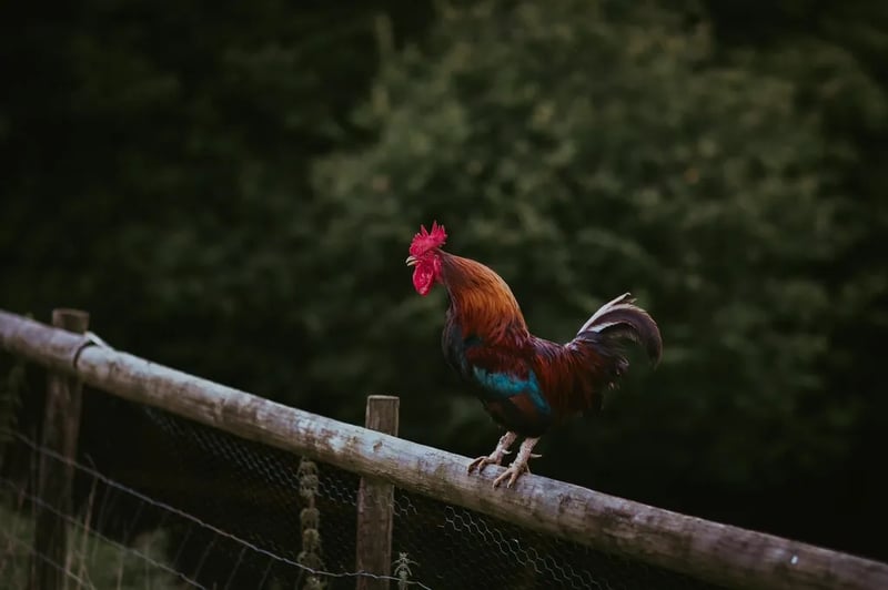 Gilfach Gower Farm gallery 3