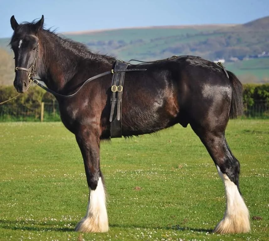 Dyfed Shire Horse Farm gallery 1