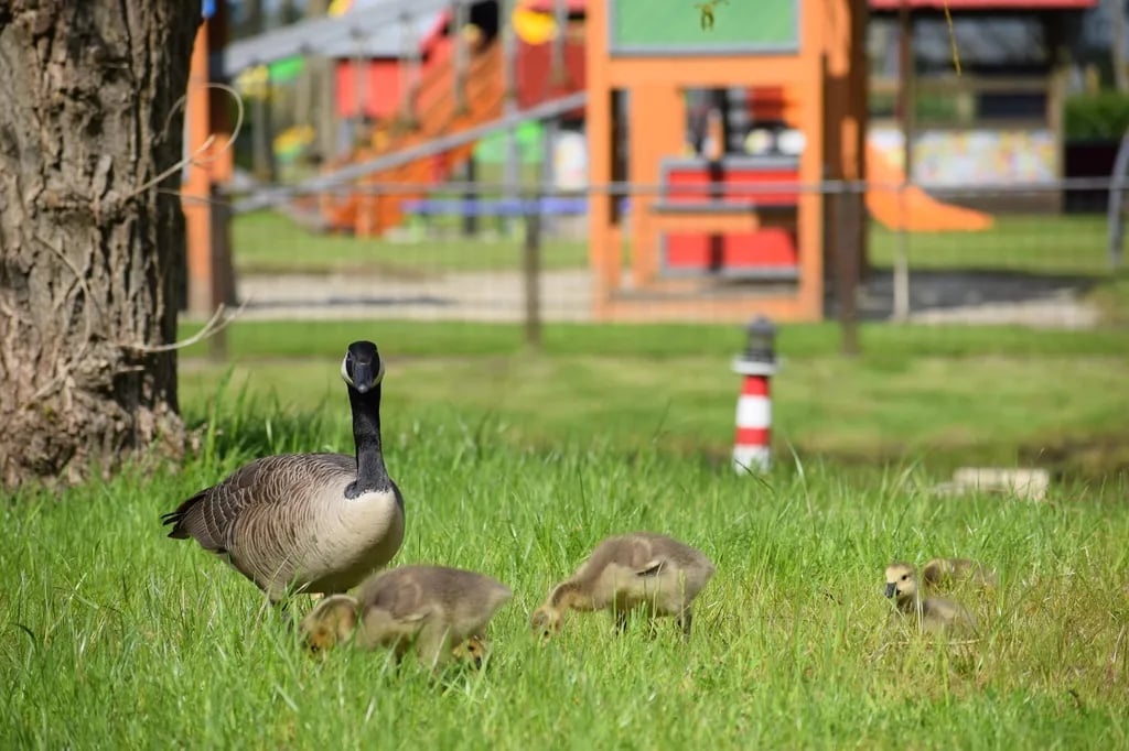 Landgoed Camping Nienoord gallery 1