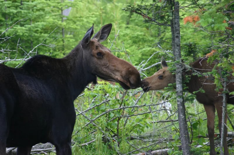 Moose Creek RV Resort gallery 3