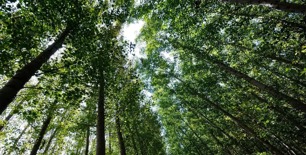 Bader Memorial Park gallery 3