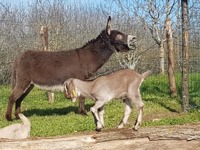 Camping La Ferme de Villeneuve gallery 3
