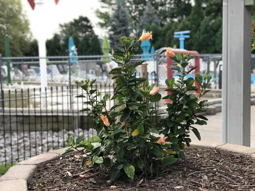 Cedarlane RV Resort gallery 1