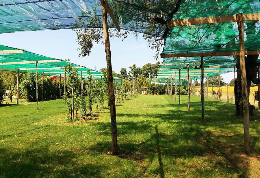 Agricampeggio Fratelli Mizzon gallery 2