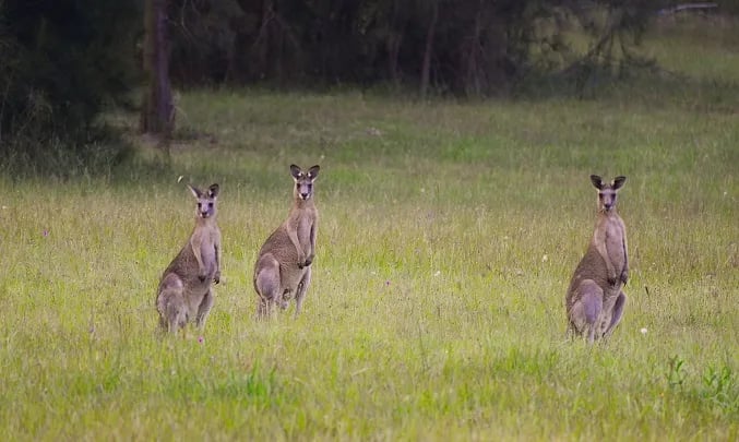 Camping Municipal Des Tarteaux gallery 1