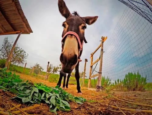 AgriMaccari gallery 3