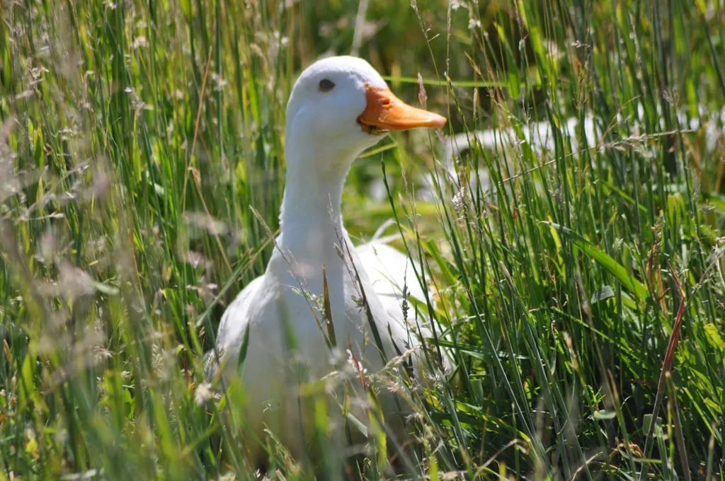 Mini Camping Dorpszicht