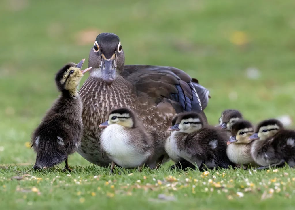 Santee Lakes Recreation Preserve