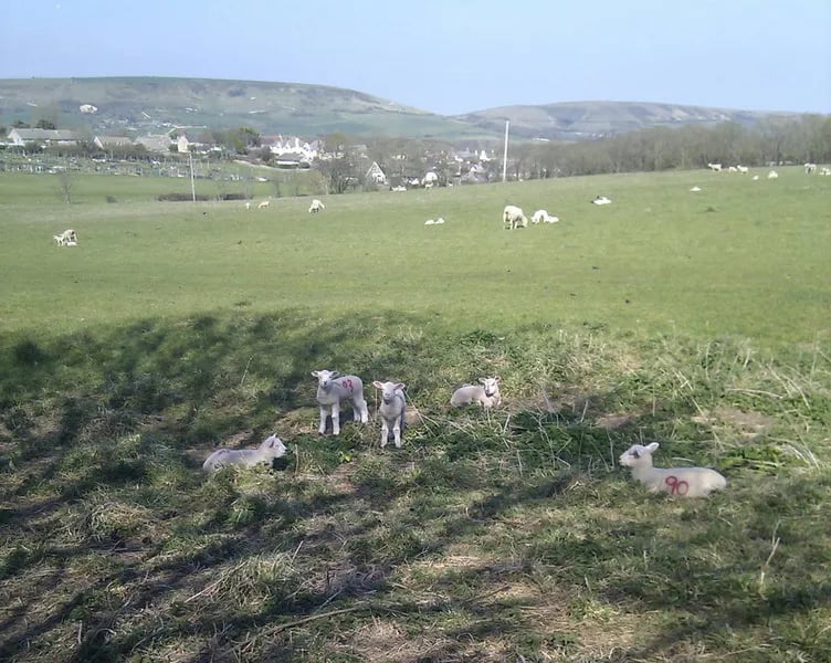 Tom’s Field Campsite & Shop gallery 2