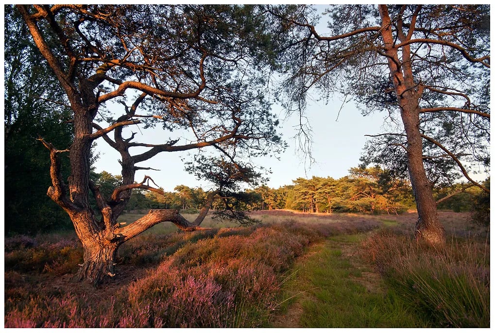 Natuurcamping De Hoogte gallery 2