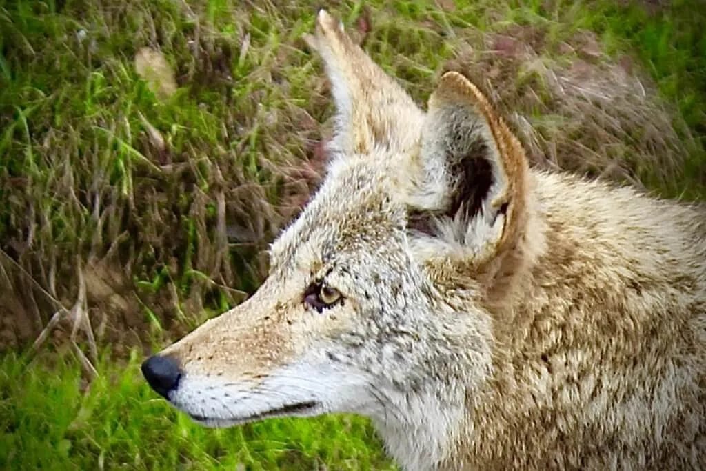 China Camp State Park gallery 2