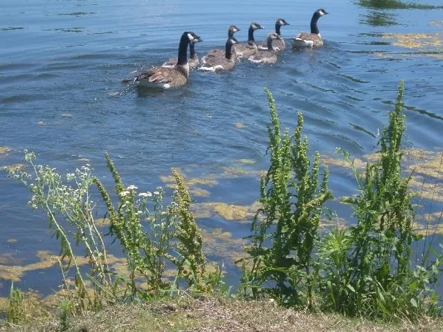Twin Lakes
