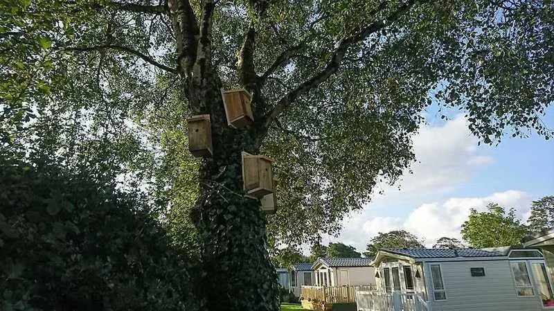 Moss Wood Caravan Park gallery 3