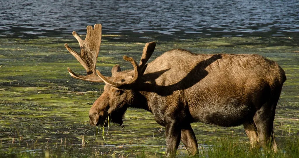 Piney River Ranch at Piney Lake gallery 3