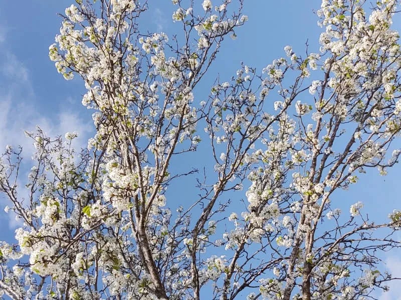 Fredericksburg RV Park